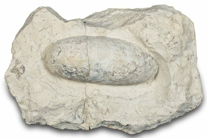 Eocene Fossil Crocodile Egg - Bouxwiller, France #293158